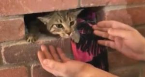 animal abuse, cats